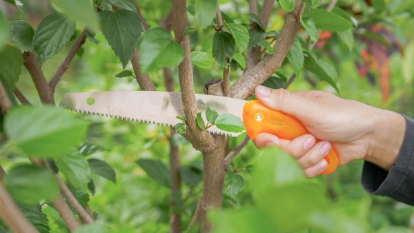 ZET SAW PRUNING S-175